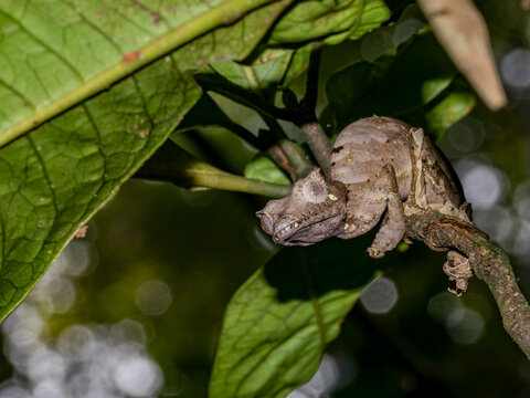 Satanic leaf-tailed gecko rests on a branch in Ranomafana National Park in Madagascar