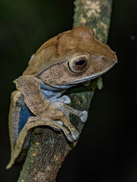 Bright-eyed frog resting on a branch at night in Madagascar rainforest