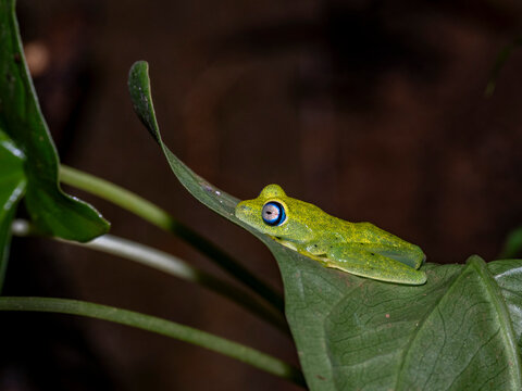 Madagascar bright-eyed frog resting on a leaf at night in Andasibe, Madagascar