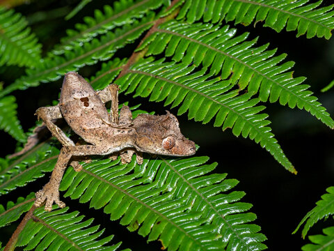 Satanic leaf-tailed gecko finds cover among green leaves in Madagascar forest