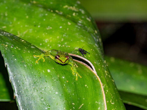 Pandanus frog spotted during night in rainforest of Madagascar