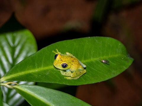 Bright-eyed frog Boophis viridis sits on a leaf during a night walk in Madagascar rainforest