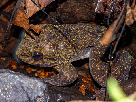 Adult captive Mantidactylus grandidieri frog observed in a tank habitat in Madagascar on a sunny day in Andasibe