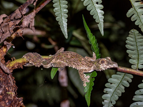 Mossy leaf-tailed gecko, Uroplatus sikorae, blending perfectly with a tree in Madagascar&rsquo;s Andasibe region