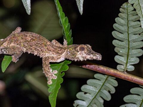 Mossy leaf-tailed gecko resting on a tree in Andasibe Madagascar showcasing its camouflage skill