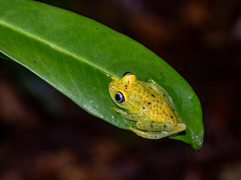 Bright-eyed green frog Boophis viridis seen during night walk in Madagascar's forest habitat by explorers