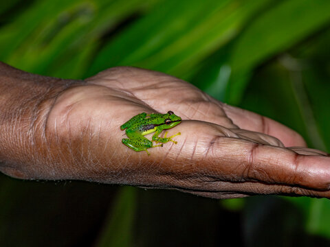 Pandanus frog Guibemantis pulcher resting on a hand during a night observation in Madagascar's rainforest