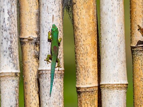 Striped day gecko blends with bamboo stalks in Madagascar&rsquo;s rainforest habitat and showcases its unique colors and patterns