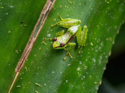 Pandanus frog, Guibemantis pulcher, sits on a leaf at night in Madagascar's forest during nocturnal activity