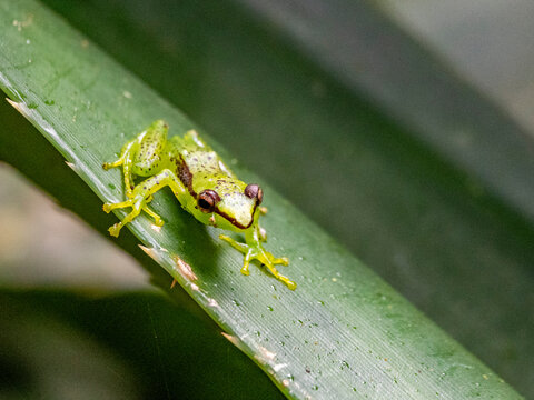 Pandanus frog sits on a leaf at night in Madagascar during a rainforest exploration
