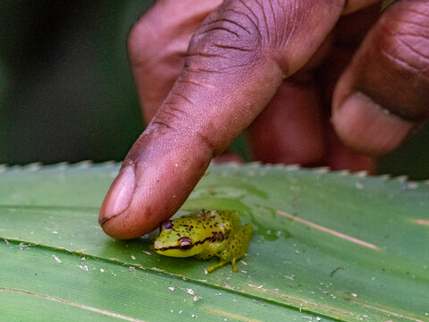 Night encounter with pandanus frog Guibemantis pulcher in Madagascar during a wildlife exploration