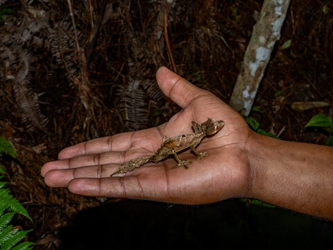 Adult satanic leaf-tailed gecko held by guide in Andasibe Madagascar during evening wildlife exploration