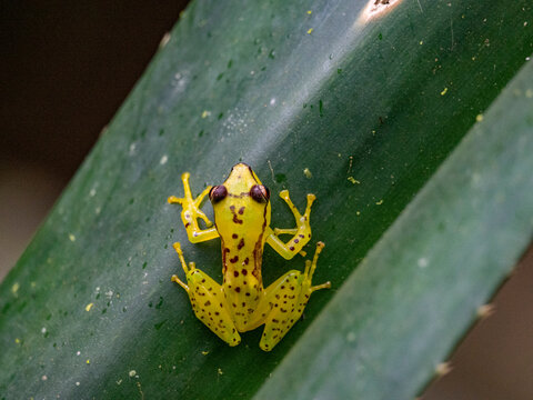 Pandanus frog sits on a green leaf, observed during nighttime in Madagascar