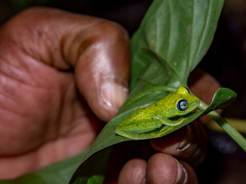 Bright-eyed frog resting on green leaf during night in Madagascar rainforest