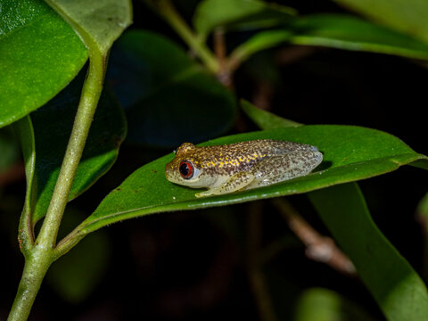Starry night reed frog sits on a leaf in Ranomafana Botanical Gardens during the night in Madagascar