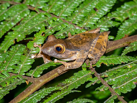 Bright-eyed frog resting on a leaf in Madagascar during nighttime exploration