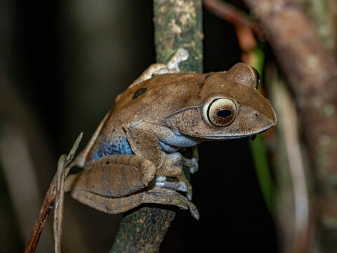 Madagascar bright-eyed frog sits on a branch at night in Andasibe, Madagascar