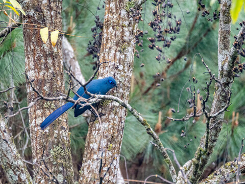 Blue cuoa perched on tree limb in Madagascar during daylight hours
