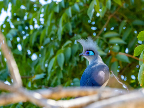 Crested cuoa perches on tree limb in tropical forest of Madagascar during sunny day
