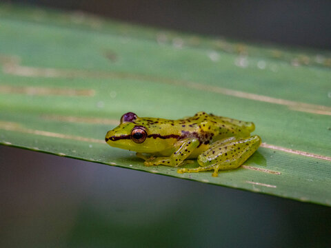 Pandanus frog rests on leaf at night in Madagascar rainforest