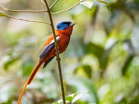 Adult paradise flycatcher perched on a tree limb calling in Andasibe Madagascar