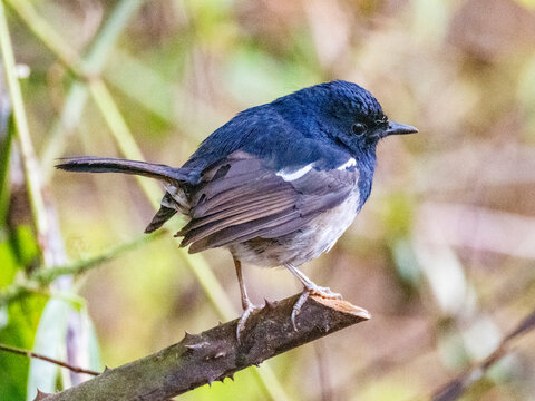 Madagascar magpie robin perched on tree limb in Andasibe during daylight