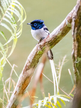 Adult paradise flycatcher resting on a tree limb in Andasibe, Madagascar showcasing its unique coloration and features