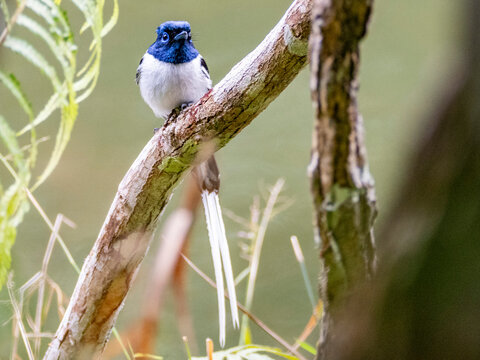 Adult paradise flycatcher perched on a tree limb in Madagascar during a sunny day
