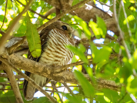 White browed owl perched on a tree limb in Isalo National Park in Madagascar near its natural habitat