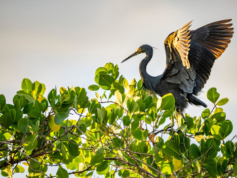 Dimorphic egret perched on tree limb in Madagascar as it prepares to take flight in Anjajavy Private Reserve