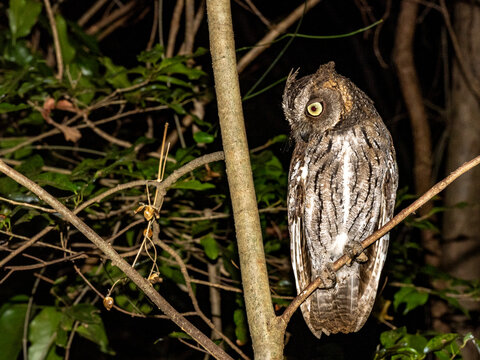 Adult dry forest scops owl perched on a tree limb at night in Madagascar's Anjajavy Private Reserve
