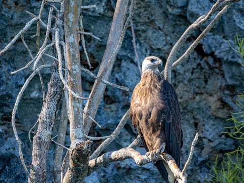 Madagascar fish-eagle perched on a tree limb in Anjajavy Private Reserve showcasing the beauty of wildlife in Madagascar