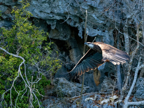 Madagascar fish-eagle soars through the air in Anjajavy Private Reserve of Madagascar during daylight hours