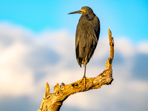 Dimorphic egret perched on a tree limb in Madagascar during daylight