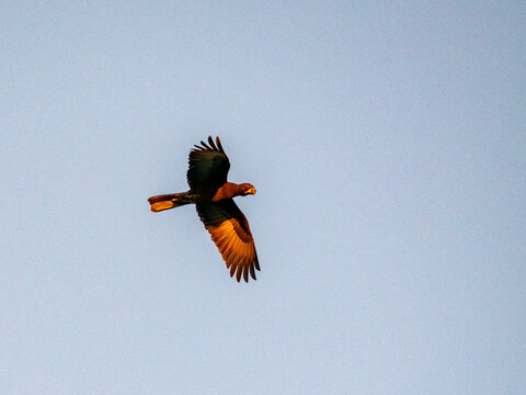 Greater vasa parrot in flight high above trees in Anjajavy Private Reserve, Madagascar