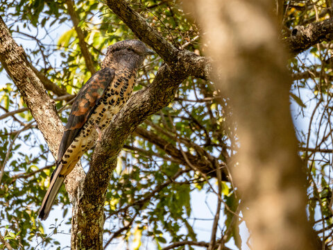 Cuckoo-roller rests on tree branch in Madagascar's Zombitse-Vohibasia National Park during daylight