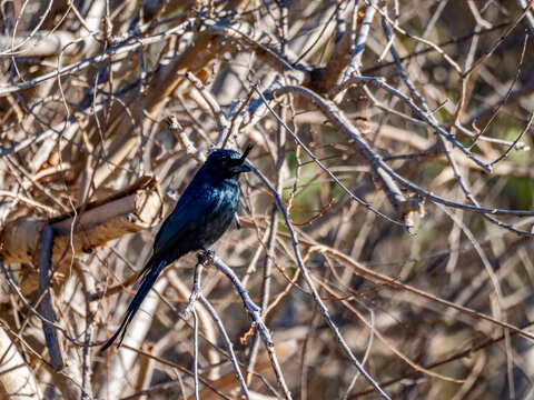 Crested drongo rests on a tree branch in Madagascar during daylight hours in Andasibe region