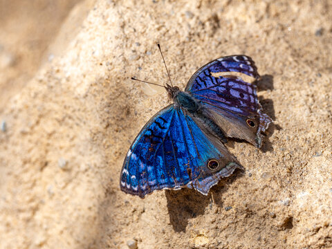 Brilliant blue butterfly Junonia rhadama resting on ground in Madagascar during daytime