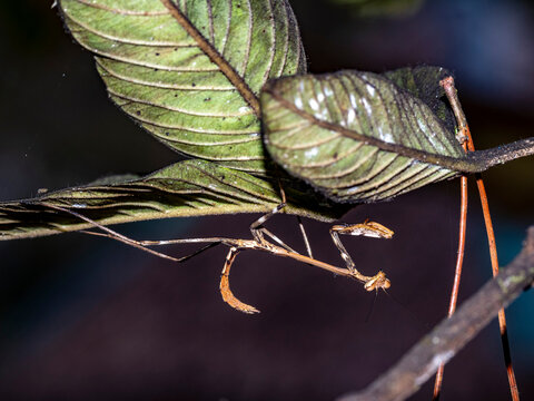 Adult praying mantis Genus Tisma rests on a tree branch in its natural habitat in Madagascar viewing its surroundings