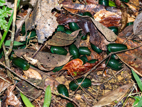 Madagascar green-emerald giant pill-millipedes on the forest floor in Andasibe