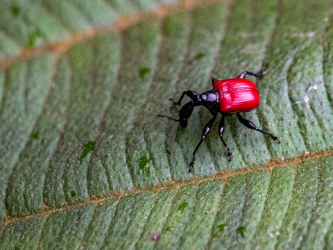 Giraffe weevil crawls on leaf in Madagascar during daytime near rainforest