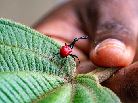 Giraffe weevil climbs on a leaf held by a hand to show its unique shape and color in Madagascar's Ranomafana National Park