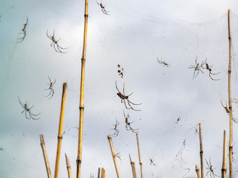Red-legged golden orb weavers spin webs in Madagascar