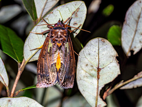 Dot-underwing moth Eudocima materna resting on leaf in Ranomafana National Park Madagascar