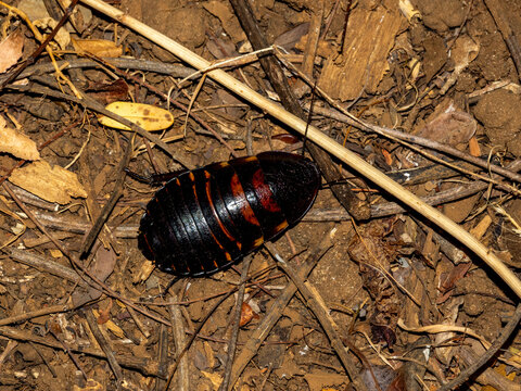 Madagascar hissing cockroach resting on the ground in Anjavay Private Reserve during an evening exploration in Madagascar