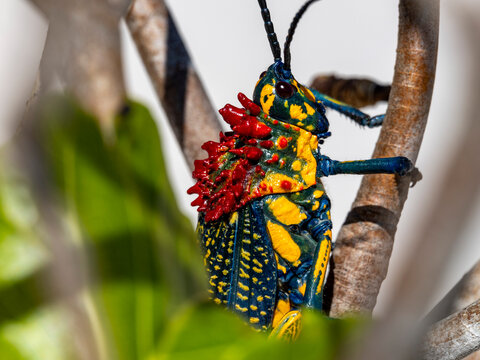 Rainbow milkweed locust sits on a branch in Madagascar, showing vivid colors and detailed features while resting