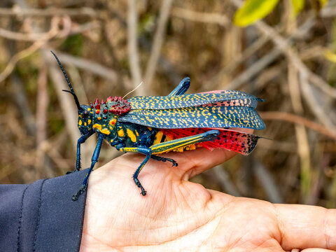 Guide holds adult rainbow milkweed locust in Anja Community Reserve, Madagascar during a wildlife observation