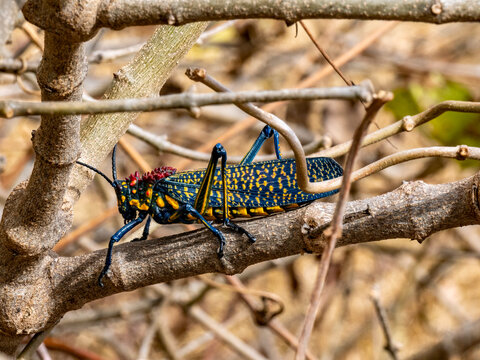 Adult rainbow milkweed locust, Phymateus saxosus, resting on a branch in Madagascar's Anja Community Reserve during daylight hours