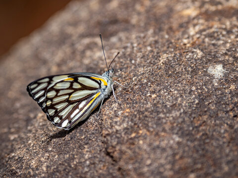 Pioneer white butterfly Belenois aurota resting on a rock in a natural setting in Madagascar during daytime
