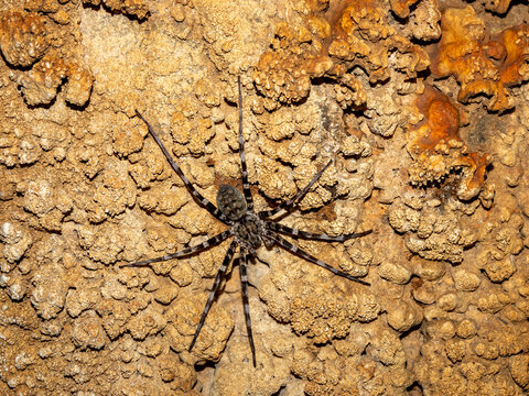 Adult ornamental wandering spider Viridasius fasciatus found in a cave in Madagascar showing natural habitat and features